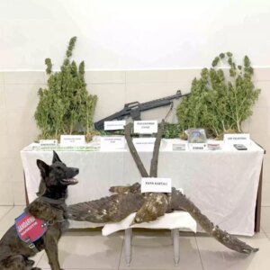 uyusturucu ve kacak avcilikla tutuklama zAvBs2rn