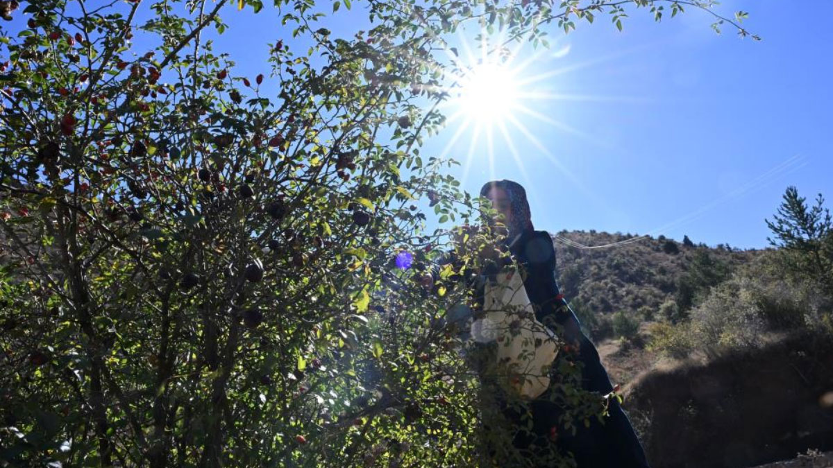 dikenli gul icin zorlu yolculuk basladi 2 gun suruyor rwxgLpMS