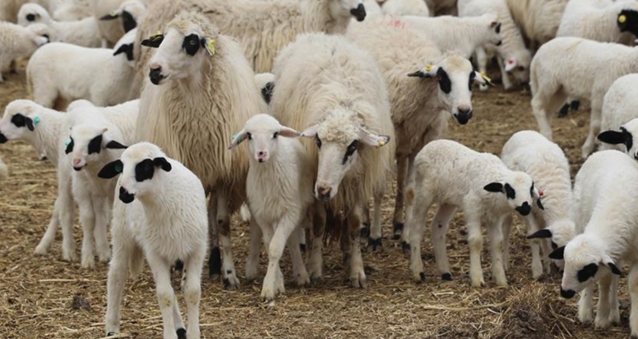 tigem 3 bin 200 reforme kucukbas hayvani satiyor YqKB6kRh