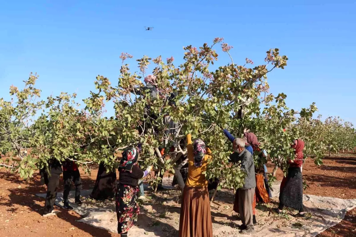 gaziantepte antep fistigi hasat sezonu sona erdi DPWeJ9LM