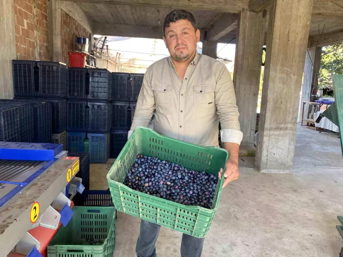 manisada 2025 zeytin hasadi basladi kalite ve fiyatlar ureticiyi sevindiriyor EOFs8MAh.jpg