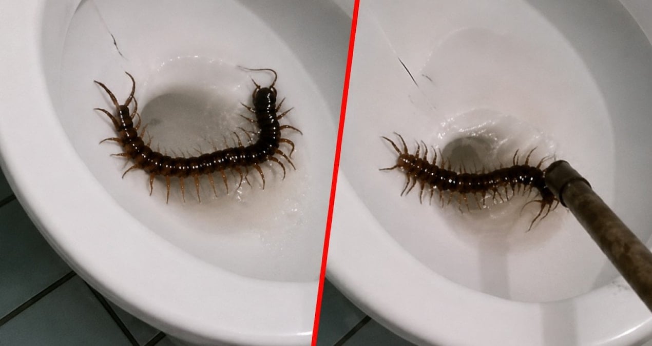 Burdur’un Gül Hasadı Başladı: Kamyonlarca Zenginlik Yolda