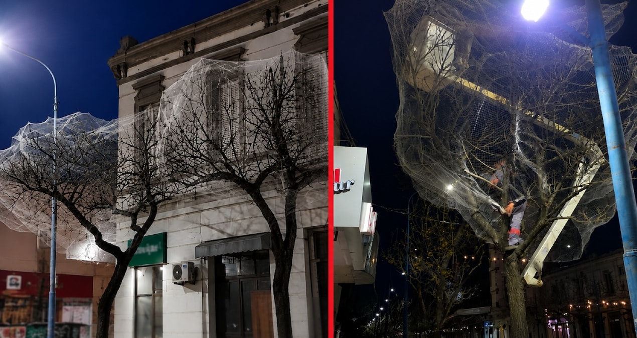 Sehir merkezindeki agaclari tek tek aglarla kapladilar z57gMItl